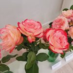 rožu kolekcijas izstāde no rožu dārza “Rozītes”