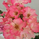 rožu kolekcijas izstāde no rožu dārza “Rozītes”