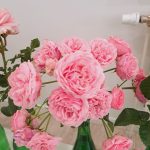 rožu kolekcijas izstāde no rožu dārza “Rozītes”