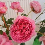 rožu kolekcijas izstāde no rožu dārza “Rozītes”