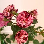 rožu kolekcijas izstāde no rožu dārza “Rozītes”