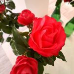 rožu kolekcijas izstāde no rožu dārza “Rozītes”