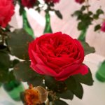 rožu kolekcijas izstāde no rožu dārza “Rozītes”