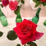 rožu kolekcijas izstāde no rožu dārza “Rozītes”