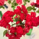 rožu kolekcijas izstāde no rožu dārza “Rozītes”