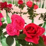 rožu kolekcijas izstāde no rožu dārza “Rozītes”