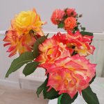 rožu kolekcijas izstāde no rožu dārza “Rozītes”