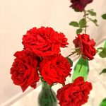 rožu kolekcijas izstāde no rožu dārza “Rozītes”